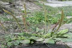 Plantago major